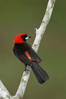 Masked crimson Tanager (Ramphocelus nigrogularis) Masked crimson Tanager (Ramphocelus nigrogularis)