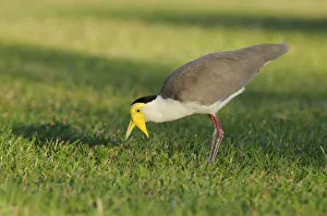 Masked lapwing (Vanellus miles), Australia Masked lapwing (Vanellus miles), Australia