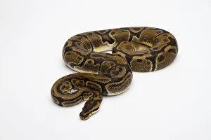 Matanic Ball Python or Royal Python -Python regius-, female Matanic Ball Python or Royal Python -Python regius-, female