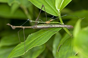 Mating Stick Grasshoppers -Taxiarchus spec.-, exhibiting sexual dimorphism, mating, Tiputini rain forest Mating Stick Grasshoppers -Taxiarchus spec.-, exhibiting sexual dimorphism, mating, Tiputini rain forest