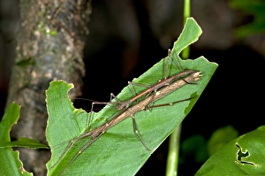 Mating stick insects -Phasmatodea spec.- exhibiting sexual dimorphism, mating, Tandayapa region, Andean cloud forest Mating stick insects -Phasmatodea spec.- exhibiting sexual dimorphism, mating, Tandayapa region, Andean cloud forest