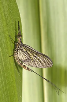 Mayfly or Green Drake -Ephemera danica-, Untergroeningen, Baden-Wuerttemberg, Germany Mayfly or Green Drake -Ephemera danica-, Untergroeningen, Baden-Wuerttemberg, Germany