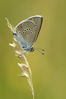 Mazarine Blue -Polyommatus semiargus- on a blade of grass, Zug, Switzerland, Europe Mazarine Blue -Polyommatus semiargus- on a blade of grass, Zug, Switzerland, Europe