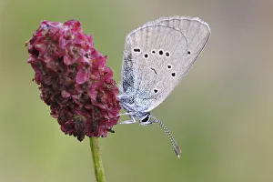 Mazarine Blue -Polyommatus semiargus- butterfly showing the underside of its wing on a Mazarine Blue -Polyommatus semiargus- butterfly showing the underside of its wing on a