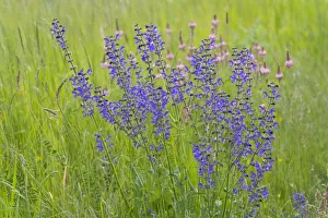 Meadow Clary or Meadow Sage -Salvia pratensis-, flowering, Thuringia, Germany Meadow Clary or Meadow Sage -Salvia pratensis-, flowering, Thuringia, Germany