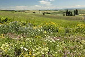 Meadow with colorful wildflowers, Palouse, Washington State, USA Meadow with colorful wildflowers, Palouse, Washington State, USA