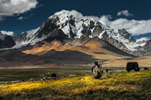 Meadow field with snow mountain background Meadow field with snow mountain background