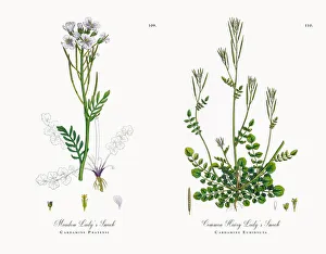 Meadow Ladyas Smock, Cardamine Pratensis, Victorian Botanical Illustration, 1863 Meadow Ladyas Smock, Cardamine Pratensis, Victorian Botanical Illustration, 1863