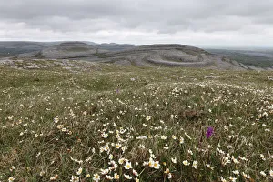 Meadow with Mountain Avens or White Dryas (Dryas octopetala), Burren National Park, County Clare, Ireland, Europe Meadow with Mountain Avens or White Dryas (Dryas octopetala), Burren National Park, County Clare, Ireland, Europe