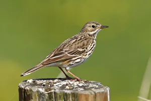 Meadow pipit -Anthus pratensis- perched on a fence post Meadow pipit -Anthus pratensis- perched on a fence post