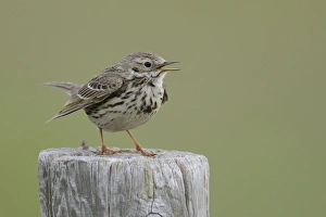 Meadow Pipit -Anthus pratensis- perched on a post, Buren, Ameland, The Netherlands Meadow Pipit -Anthus pratensis- perched on a post, Buren, Ameland, The Netherlands