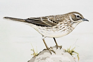 Meadow pipit (Anthus pratensis), side view Meadow pipit (Anthus pratensis), side view