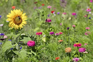 Meadow with wild flowers, Loir et Cher, France, Europe Meadow with wild flowers, Loir et Cher, France, Europe