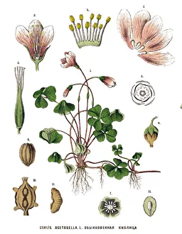 Magical world illustration/botanical illustrations/medicinal herbal plants Magical world illustration/botanical illustrations/medicinal herbal plants