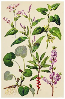 Magical world illustration/botanical illustrations/medicinal herbal plants Magical world illustration/botanical illustrations/medicinal herbal plants