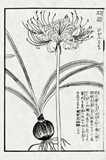 Medicinal plant, 19 century Japanese botanical illustration Medicinal plant, 19 century Japanese botanical illustration