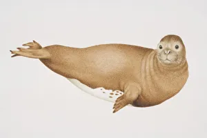 Mediterranean Monk Seal (monachus monachus), side view Mediterranean Monk Seal (monachus monachus), side view