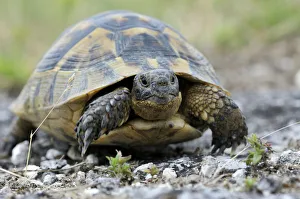 Mediterranean Spur-thighed Tortoise -Testudo graeca-, Pleven Province, Bulgaria Mediterranean Spur-thighed Tortoise -Testudo graeca-, Pleven Province, Bulgaria