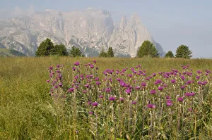 Melancholy Thistle (Cirsium helenioides) in front of Schlern Mountain, Seiser Alm Melancholy Thistle (Cirsium helenioides) in front of Schlern Mountain, Seiser Alm