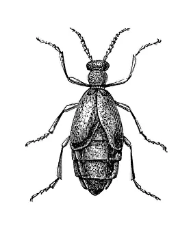 Meloe proscarabaeus is a European oil beetle Meloe proscarabaeus is a European oil beetle