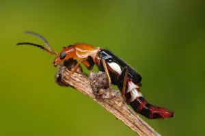 Melyrid Beetle (Yellow Soft-winged Flower Beetle) Melyrid Beetle (Yellow Soft-winged Flower Beetle)