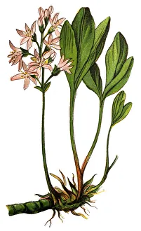 Menyanthes trifoliata (bogbean and buckbean) Menyanthes trifoliata (bogbean and buckbean)