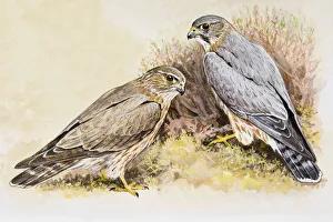 Merlin (Falco columbarius), male and female, sitting side by side Merlin (Falco columbarius), male and female, sitting side by side