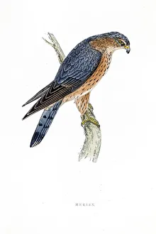 Digital vision vectors/bird lithographs/merlin falcon bird 19 century illustration Digital vision vectors/bird lithographs/merlin falcon bird 19 century illustration
