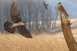 Merlin falcons hunting during autumn migration Merlin falcons hunting during autumn migration