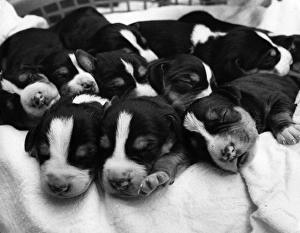 Metric Pups Metric Pups