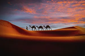Middle Eastern man walking camels in desert at sunset Middle Eastern man walking camels in desert at sunset