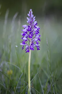 Military orchid -Orchis militaris-, protected species, wild orchid, Baden-Wuettemberg, Germany, Europe Military orchid -Orchis militaris-, protected species, wild orchid, Baden-Wuettemberg, Germany, Europe