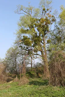 Mistletoe -Viscum album- growing on a goat willow, pussy willow or great sallow tree Mistletoe -Viscum album- growing on a goat willow, pussy willow or great sallow tree