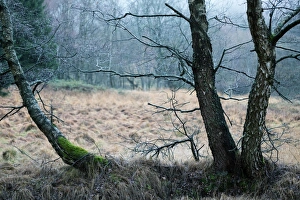 Misty landscape with gnarled birch trees on a meadow Misty landscape with gnarled birch trees on a meadow