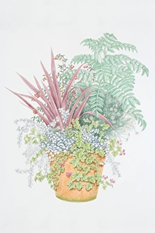 Mixed plants in pot, including red leaved Cordyline, yellow-white flower heads of Bellis Mixed plants in pot, including red leaved Cordyline, yellow-white flower heads of Bellis