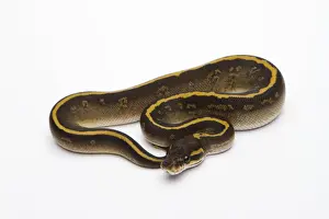 Prints of Mojave Granite Ball Python or Royal Python -Python regius-, female Ball Python Prints: Mojave Granite Ball Python Print