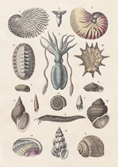 Mollusca, hand-coloured lithograph, published 1880 Mollusca, hand-coloured lithograph, published 1880