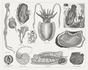 Mollusca, wood engravings, published in 1877 Mollusca, wood engravings, published in 1877
