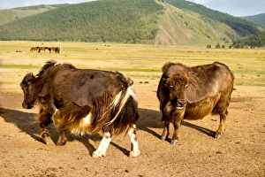 Mongolia Yak at Orkhon Valley in centreal Mongolia Mongolia Yak at Orkhon Valley in centreal Mongolia