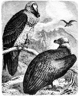 Monk Vulture (Aegypius monachus) and Bearded Vulture (Gypaetus barbatus) Monk Vulture (Aegypius monachus) and Bearded Vulture (Gypaetus barbatus)
