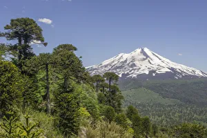 Monkey puzzle treess -Araucaria araucana- and Llaima volcano, Conguillio National Park, Melipeuco Monkey puzzle treess -Araucaria araucana- and Llaima volcano, Conguillio National Park, Melipeuco