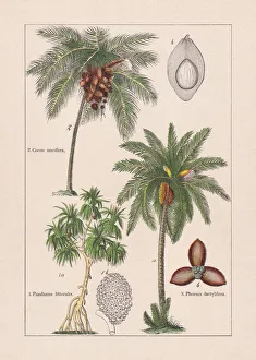 Monocotyledons, palm trees, chromolithograph, published in 1895 Monocotyledons, palm trees, chromolithograph, published in 1895