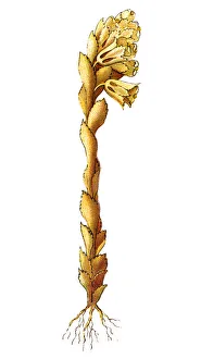 Monotropa hypopitys -- called Dutchmans pipe, false beech-drops, pinesap, or yellow Monotropa hypopitys -- called Dutchmans pipe, false beech-drops, pinesap, or yellow