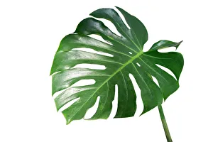 Perfect plant prints/monstera leaves leaves isolate white background Perfect plant prints/monstera leaves leaves isolate white background
