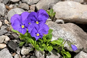 Mont-Cenis violets or pansies -Viola cenisia-, Sanetschpass, Switzerland Mont-Cenis violets or pansies -Viola cenisia-, Sanetschpass, Switzerland