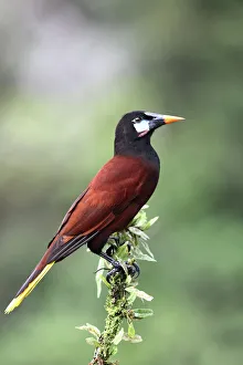 Nature wildlife/jim cumming photography/montezuma oropendola psarocolius montezuma Nature wildlife/jim cumming photography/montezuma oropendola psarocolius montezuma