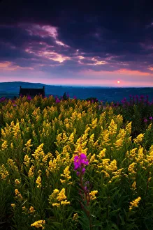 Moody sunset with flowers, English Peak District Moody sunset with flowers, English Peak District