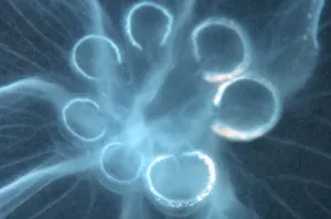 Moon Jellyfish, Saucer Jelly -Aurelia aurita-, genetic mutation with seven gonads instead of four, Black Sea, Crimea Moon Jellyfish, Saucer Jelly -Aurelia aurita-, genetic mutation with seven gonads instead of four, Black Sea, Crimea