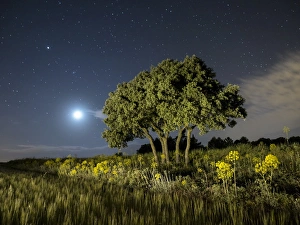 Moon and stars illuminating a green wheat field Moon and stars illuminating a green wheat field