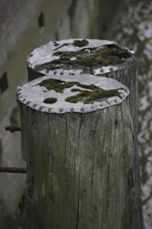 Outdoor Botanical Photography Prints: Mooring posts covered with moss
